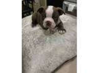 Boston Terrier Puppy for sale in Modesto, CA, USA