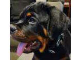 Rottweiler Puppy for sale in Rosemead, CA, USA