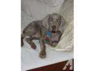 Boerboel Puppy for sale in ERIAL, NJ, USA