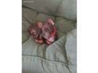 Miniature Pinscher Puppy for sale in Deer Park, TX, USA