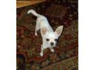 Chihuahua Puppy for sale in Muskegon, MI, USA