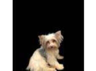 Yorkshire Terrier Puppy for sale in Huttonsville, WV, USA