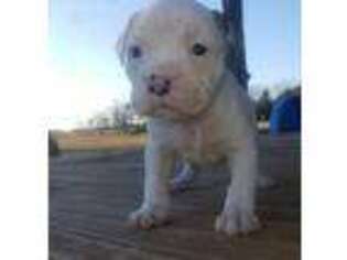American Bulldog Puppy for sale in Cumby, TX, USA