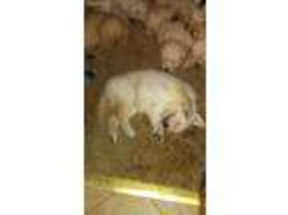 Golden Retriever Puppy for sale in Lindley, NY, USA