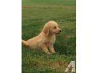 Labradoodle Puppy for sale in PRAIRIE DU ROCHER, IL, USA