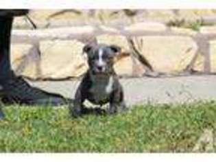 Mutt Puppy for sale in NATIONAL CITY, CA, USA