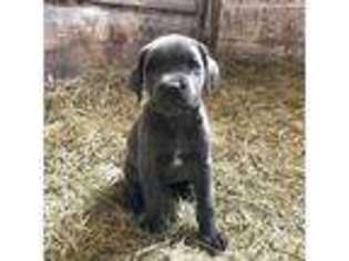 Cane Corso Puppy for sale in Stevens, PA, USA