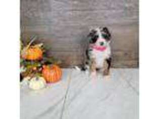 Mutt Puppy for sale in Hamptonville, NC, USA