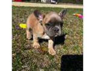 French Bulldog Puppy for sale in Howard City, MI, USA