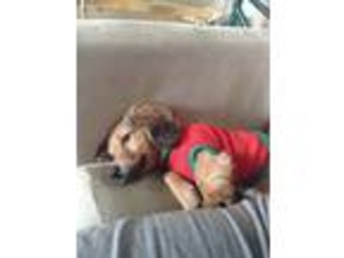 Dachshund Puppy for sale in Van Nuys, CA, USA