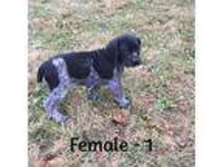 German Shorthaired Pointer Puppy for sale in Poughkeepsie, NY, USA