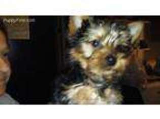 Yorkshire Terrier Puppy for sale in Conesus, NY, USA