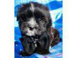 Mutt Puppy for sale in Atherton, CA, USA