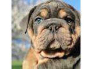 Bulldog Puppy for sale in Galena, MO, USA