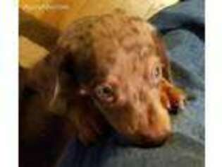 Dachshund Puppy for sale in Travelers Rest, SC, USA