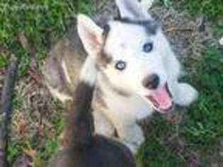 Siberian Husky Puppy for sale in Ardmore, OK, USA