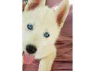Siberian Husky Puppy for sale in Waianae, HI, USA
