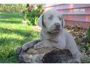 Labrador Retriever Puppy for sale in Lancaster, PA, USA