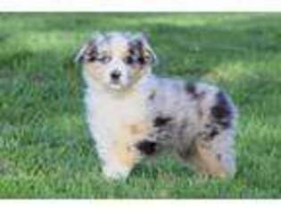 Miniature Australian Shepherd Puppy for sale in Plummer, ID, USA