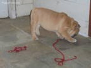 Bulldog Puppy for sale in Dalton, OH, USA
