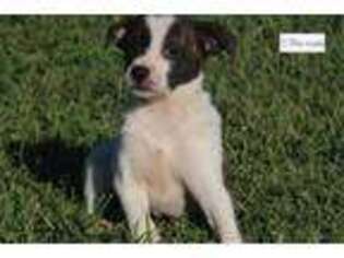 Rat Terrier Puppy for sale in Springfield, MO, USA