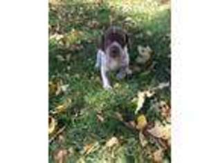 German Shorthaired Pointer Puppy for sale in Sioux Center, IA, USA