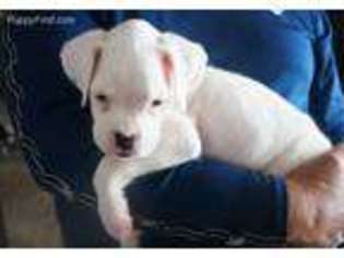 Boxer Puppy for sale in Apple Valley, CA, USA