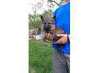 German Shepherd Dog Puppy for sale in Cary, IL, USA
