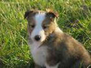 Shetland Sheepdog Puppy for sale in Greentop, MO, USA