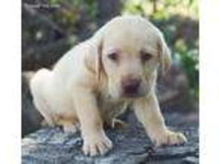 Labradoodle Puppy for sale in Soperton, GA, USA