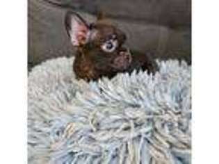 French Bulldog Puppy for sale in Eden Prairie, MN, USA