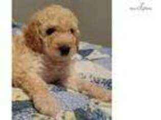 Labradoodle Puppy for sale in Myrtle Beach, SC, USA