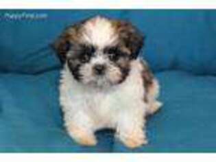 Mutt Puppy for sale in Clarkson, KY, USA