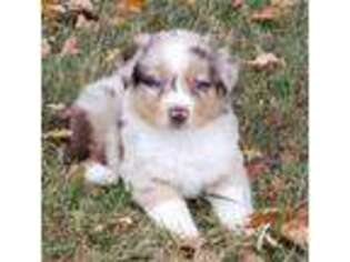 Miniature Australian Shepherd Puppy for sale in White Post, VA, USA