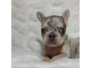 French Bulldog Puppy for sale in San Jose, CA, USA