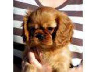 Cavalier King Charles Spaniel Puppy for sale in OAKLAND, CA, USA
