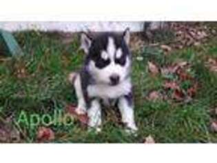 Siberian Husky Puppy for sale in Shamokin, PA, USA