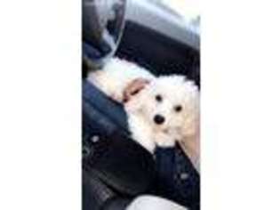 Cavachon Puppy for sale in Newport News, VA, USA