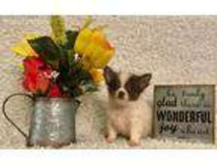 Chihuahua Puppy for sale in Sharon, KS, USA