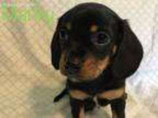 Dachshund Puppy for sale in Sheridan, IN, USA