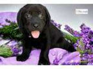 Labrador Retriever Puppy for sale in Orlando, FL, USA