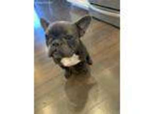 French Bulldog Puppy for sale in Arvada, CO, USA