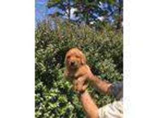 Golden Retriever Puppy for sale in Royston, GA, USA