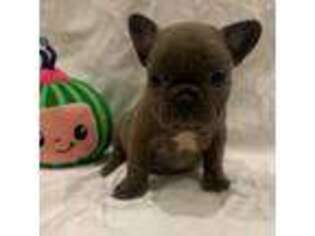 French Bulldog Puppy for sale in Garland, TX, USA