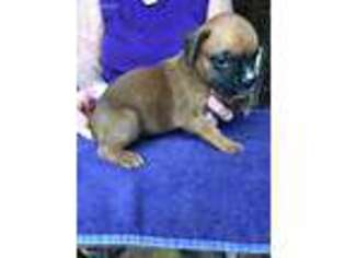 Boxer Puppy for sale in Bunnell, FL, USA