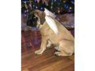 Mastiff Puppy for sale in Piketon, OH, USA