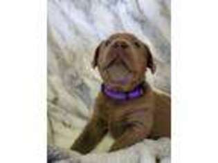 Labrador Retriever Puppy for sale in Mcdonough, GA, USA
