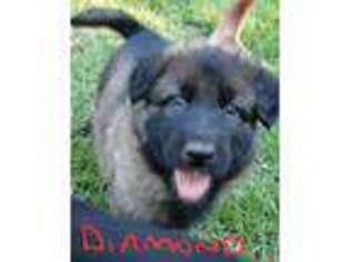 German Shepherd Dog Puppy for sale in Hawthorne, FL, USA