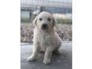 Golden Retriever Puppy for sale in Circleville, UT, USA