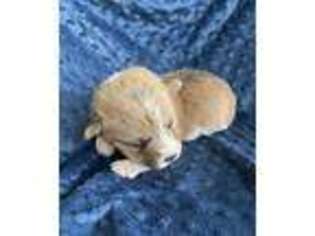 Pembroke Welsh Corgi Puppy for sale in Apache, OK, USA